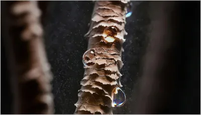 Сохранение влаги и предотвращение ломкости